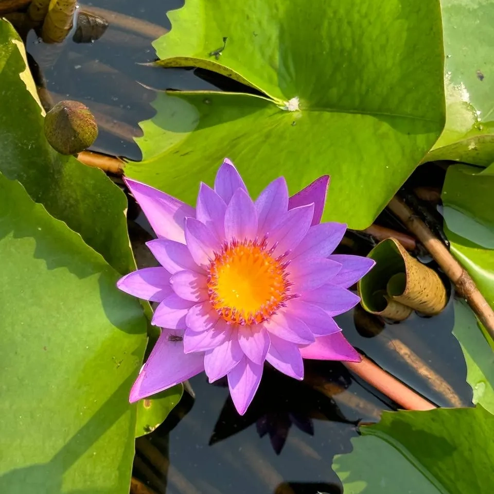 Индия — духовные традиции и ритуалы